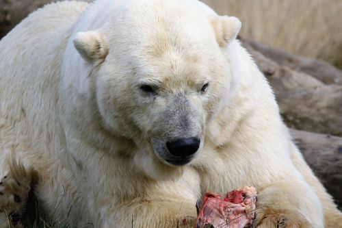 polar bear bear polar