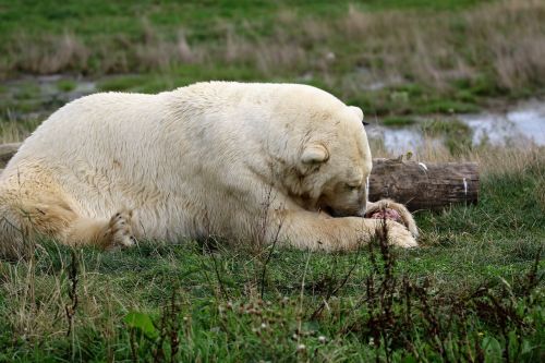 polar bear white bear