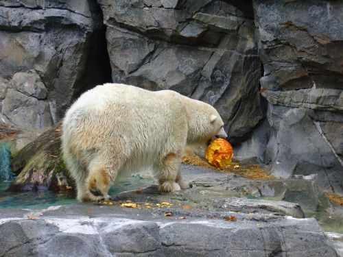 polar bear zoo animal