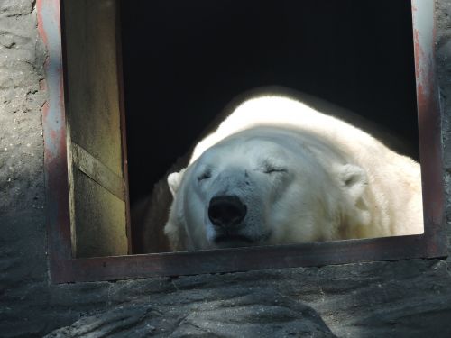 polar bear zoo the prague zoo