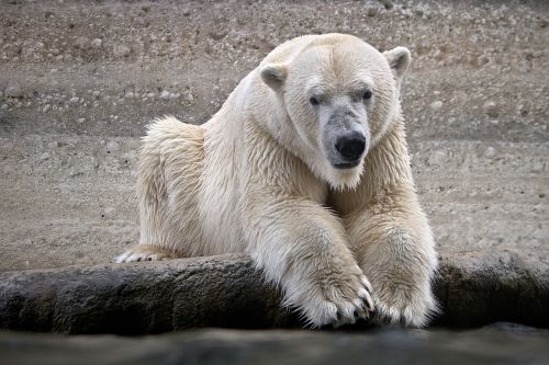 polar bear wet animal