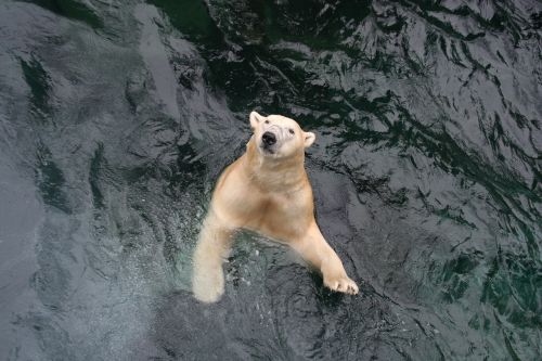polar bear bear swim