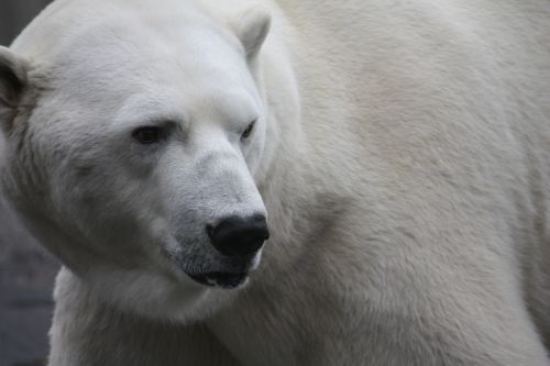 polar bear zoo stuttgart