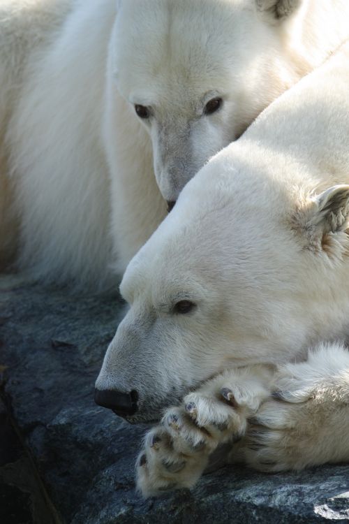 polar bear stuttgart zoo