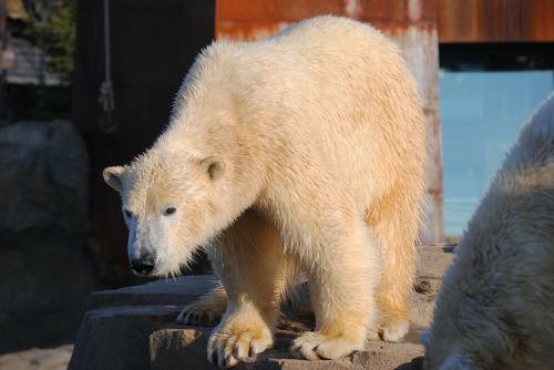 polar bear animal predator