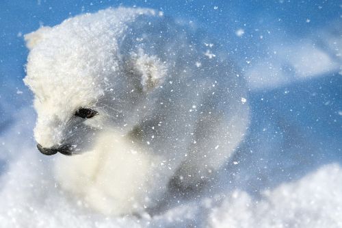 polar bear predator animal