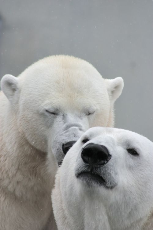 polar bear bear teddy