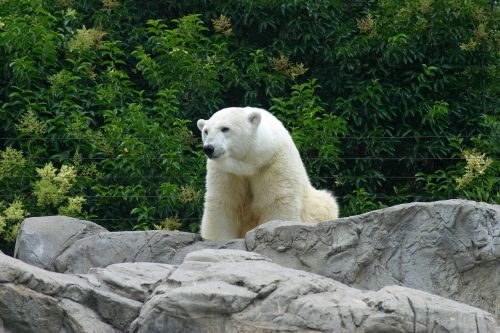 polar bear zoo white