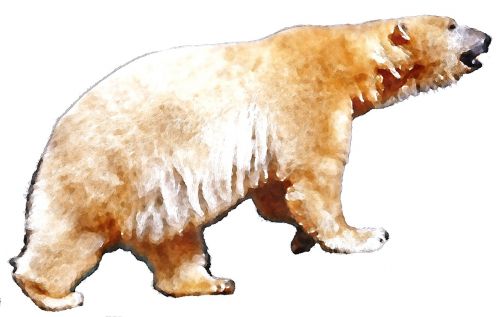 polar bear watercolor animal