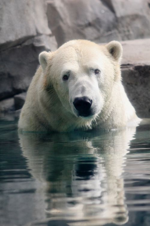 polar bear reflection bear