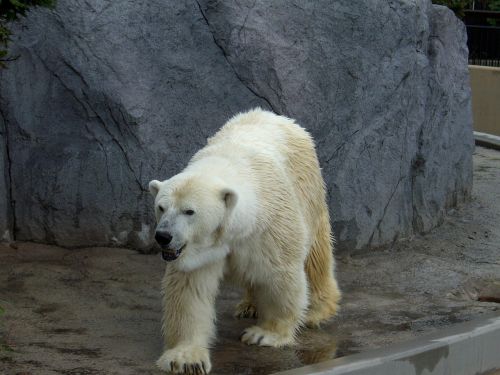 polar bear zoo hokkaido