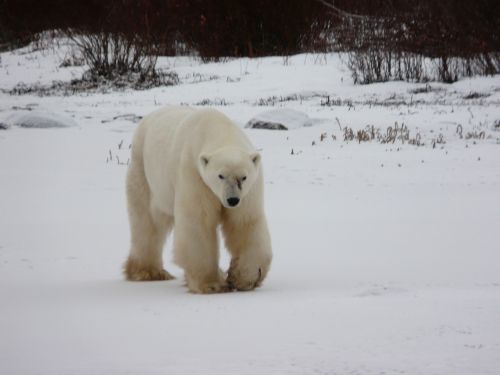 polar bear churchill canada