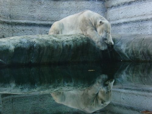 polar bear white sleep
