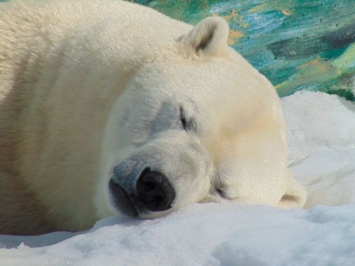 polar bear head snow