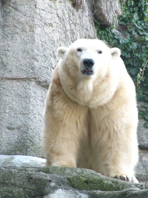 polar bear bear animal world