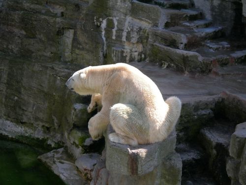 polar bear bear animal world
