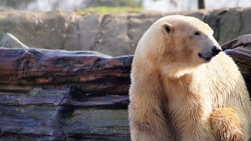 polar bear animal wild