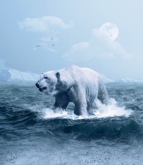 polar bear arctic predator