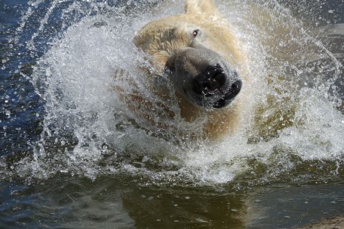 polar bear water nature