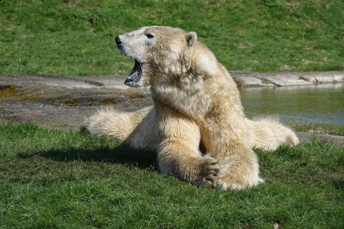 polar bear nature animal