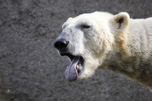 polar bear bear white bear