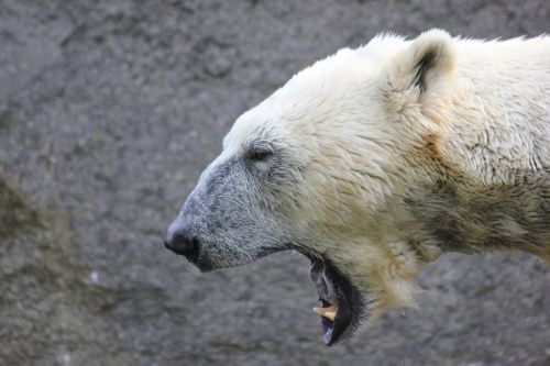 polar bear bear white bear