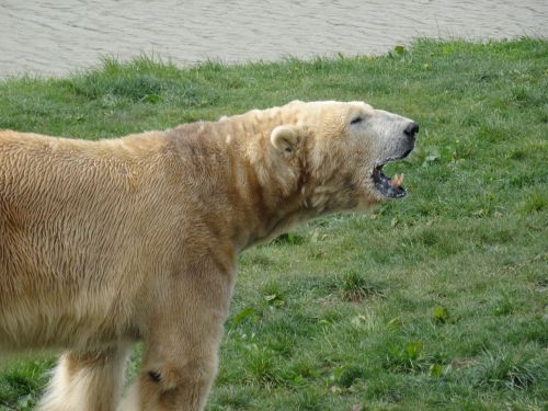 polar bear yorkshire wildlife park been swimming