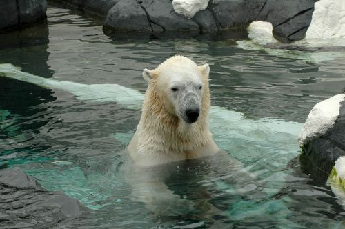 polar bear san diego zoo zoo