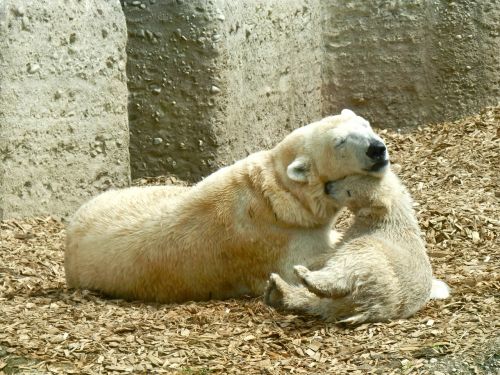 polar bear mother and child polar bear cub