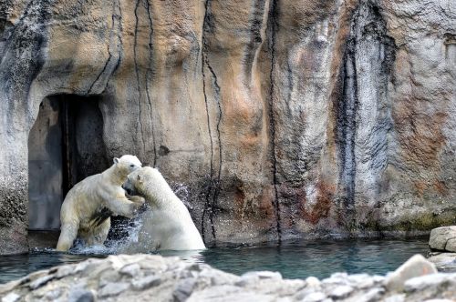 polar bear polar bears zoo