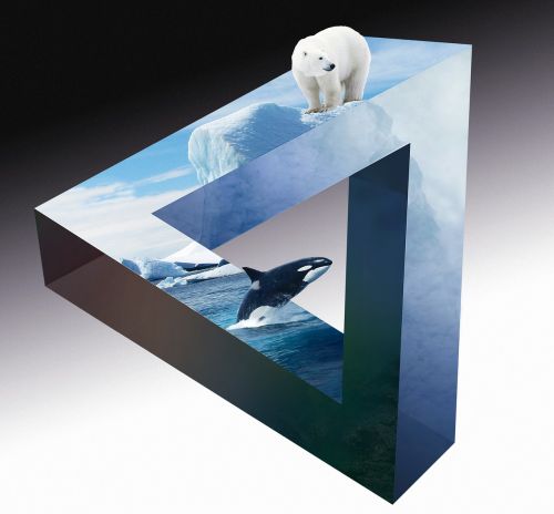polar bear wal orca