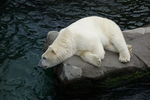 polar bear bear predator