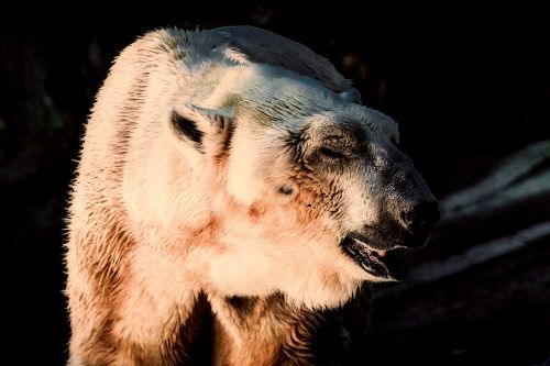 polar bear animal wildlife