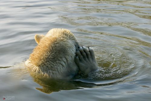 polar bear bear zoo