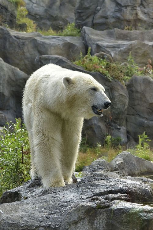 polar bear zoo fur