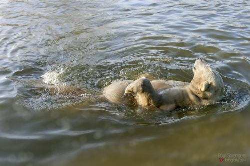 polar bear bear zoo