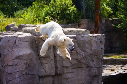 polar bear zoo hanover