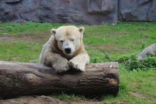 polar bear tree zoo