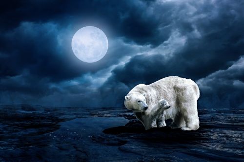 polar bear young animal moon