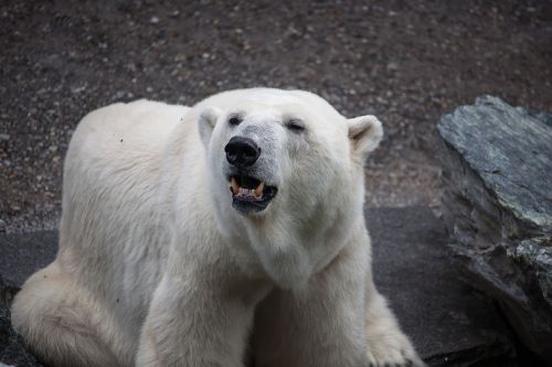 polar bear predator bear