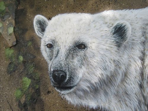 polar bear wall art wall