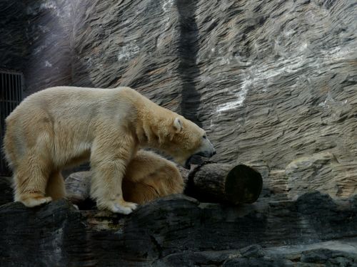 polar bear roar area