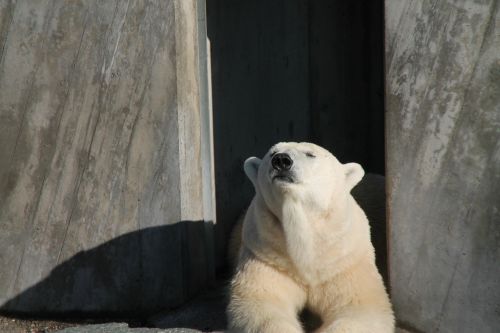 polar bear bear rest