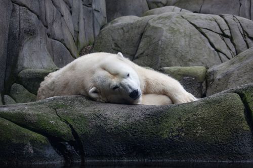polar bear predator zoo