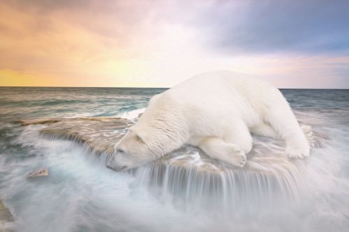 polar bear ship waterfall