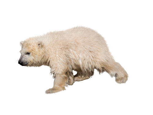polar bear isolated predator