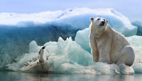 polar bear penguin arctic