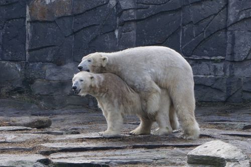 polar bear animal park berlin zoo