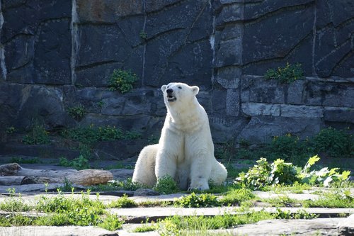 polar bear  animal world  bear