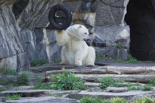 polar bear  animal world  predator
